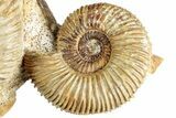 Jurassic Ammonite & Gastropod Cluster - Fresney, France #227345-2